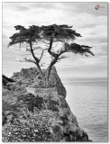 Lone Cypress