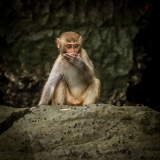 Stump Tail Macaque