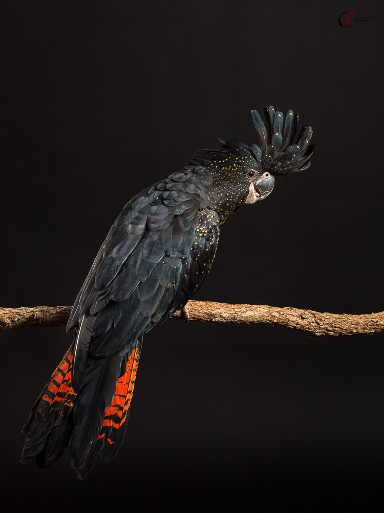 Red-tailed Black-cockatoo, KT is the name - Chris de Blank Photography